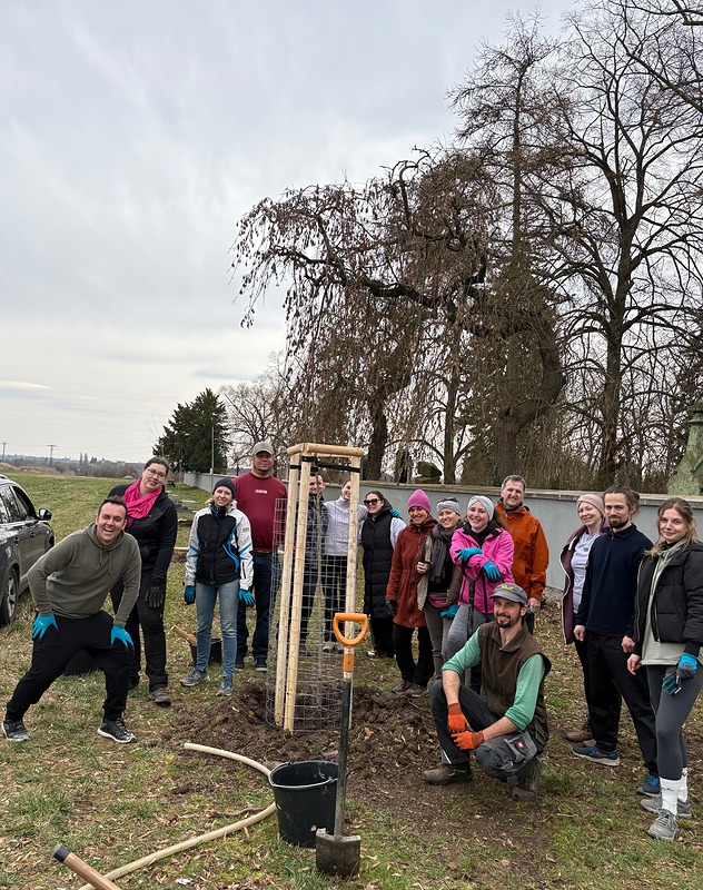 Nová lipová alej pro Český Brod