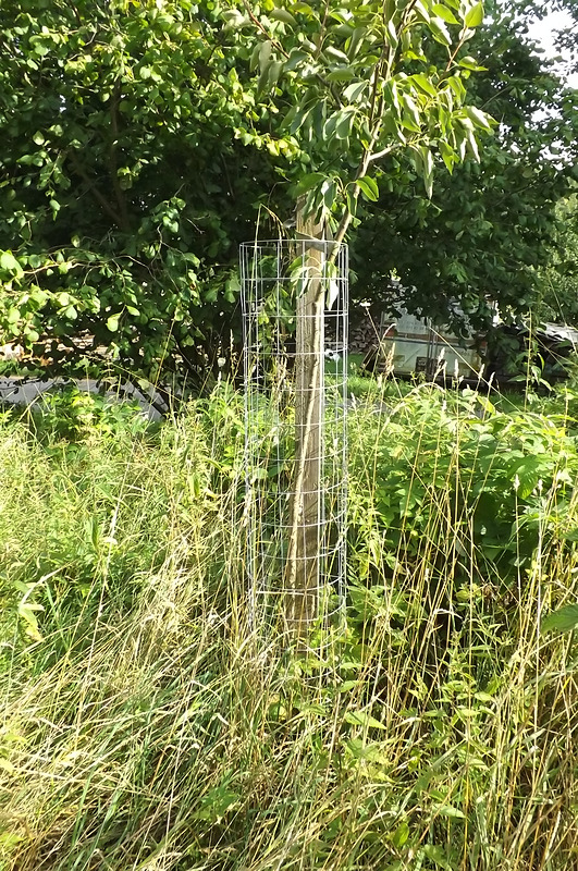 Ovocné stromy ve Křtěnově 