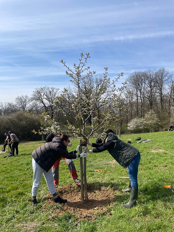 Ovocný sad na Točné byl obdařen další výživnou péčí