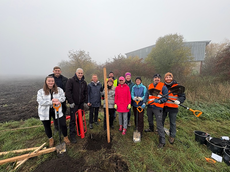 Výsadba podél krajské komunikace ve Veliké Vsi
