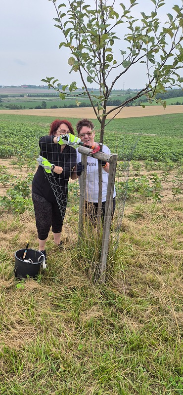 Péče o alej U Svatého Jana – stromy dostaly novou sílu pro další desítky let