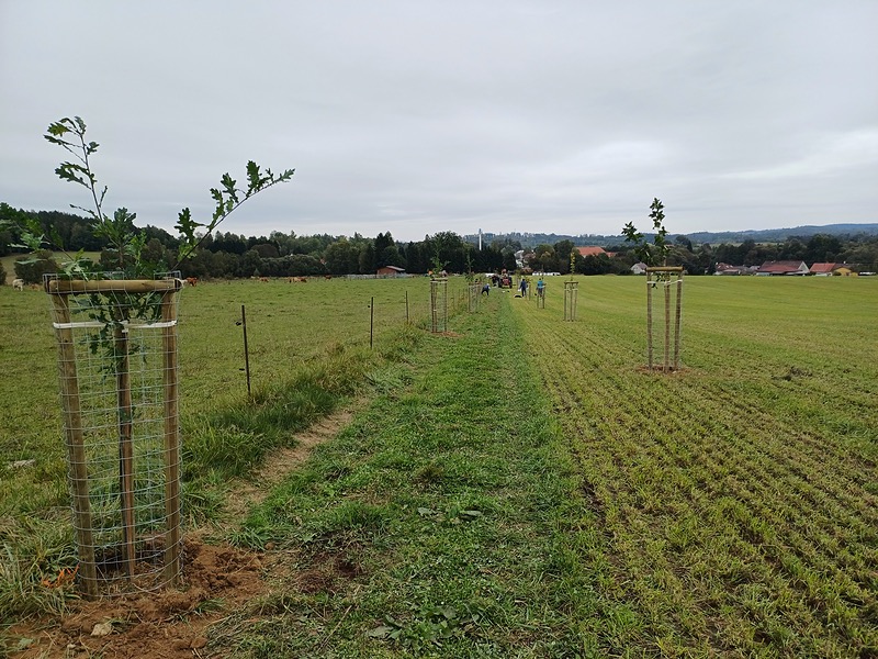 Obnova historické Kubátovy cesty ve Vlčicích