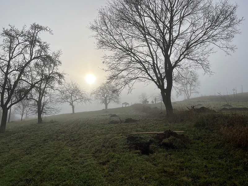 Ozářený ovocný sad  ve Vonoklasech 