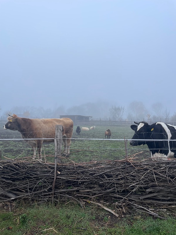 Pastvina Praha Vinoř