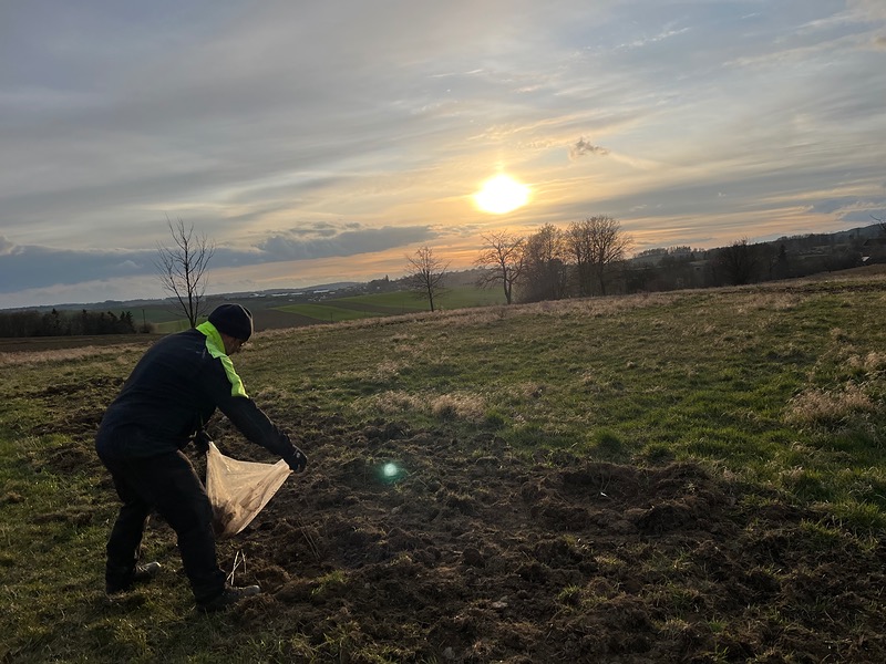Výsadba keřů na Šibeničním vrchu v Lesné 