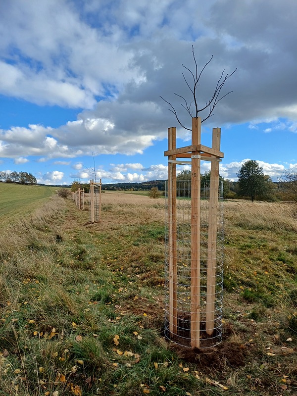 Ve Světcích si občané k výročí 770 let od vzniku obce vysadili stromořadí
