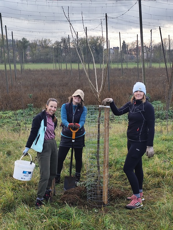 Zentiva obnovuje sad v Blšanech