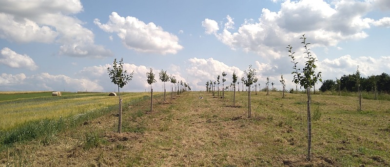 Hůry na českobudějovicku se obklopují zelení...