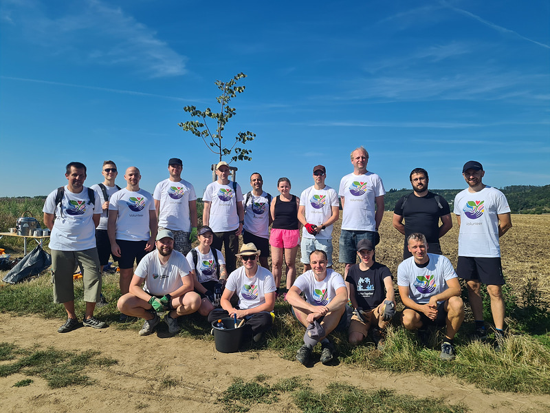 Lipová péče uprostřed polí