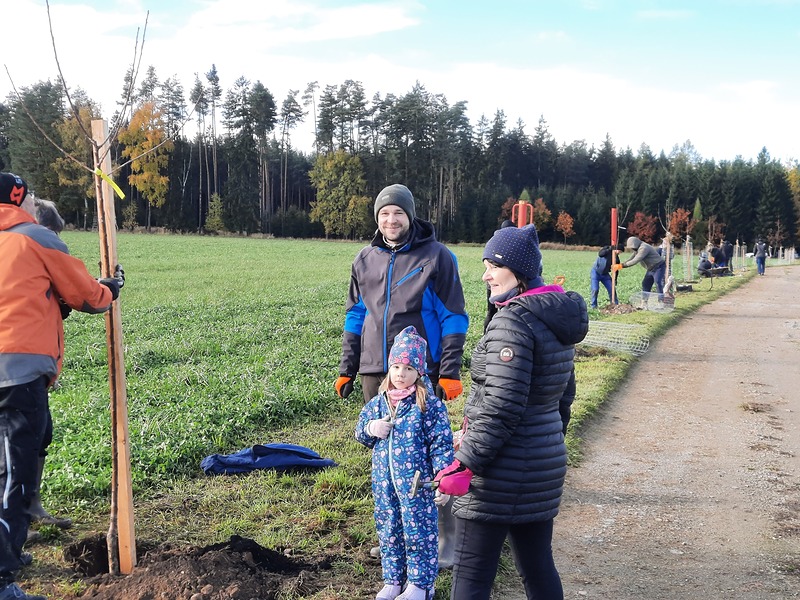 výsadba aleje k lesu