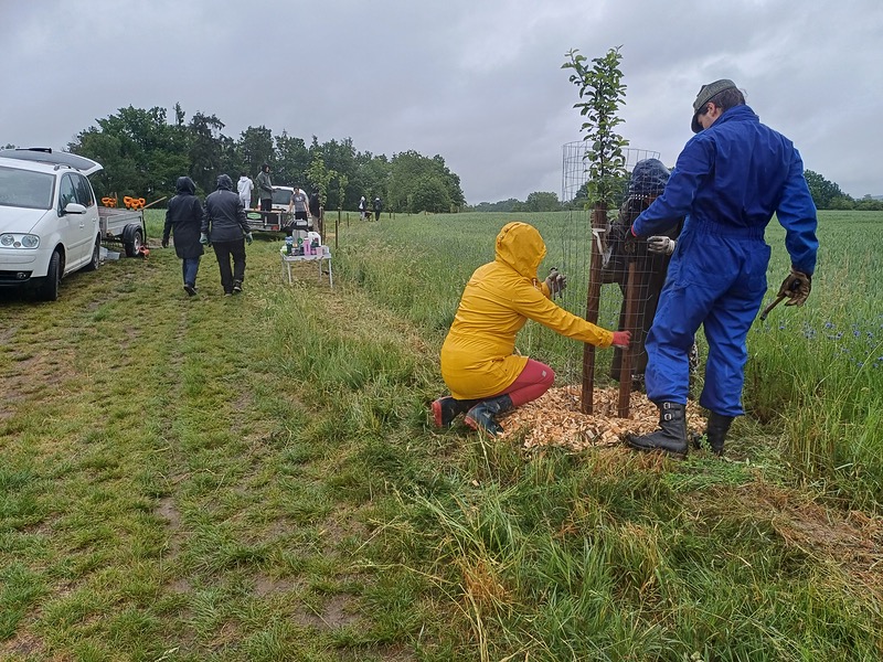 Zaměstnankyně ROSSMANNu spolu se školáky pečovaly o ovocné aleje v Tučapech