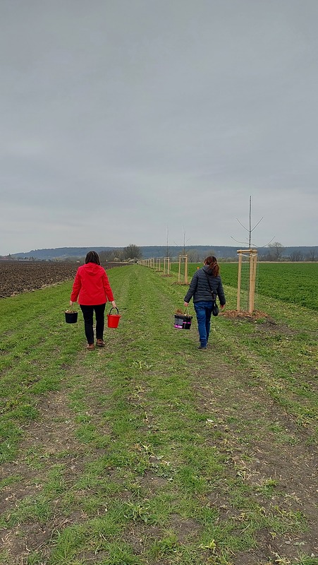V Žiželicích opečovali podzimní výsadbu stromů na Zbraň
