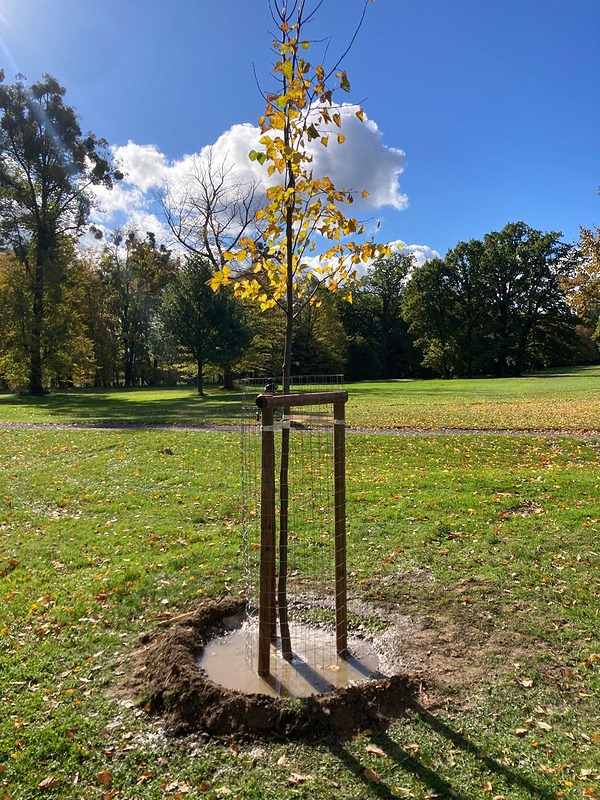 Stromy, které spojují hru i krajinu – výsadba v Golf Clubu Šilheřovice