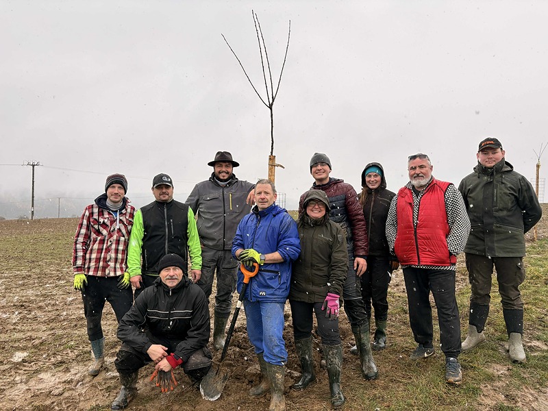 Nová Božská třešňová alej