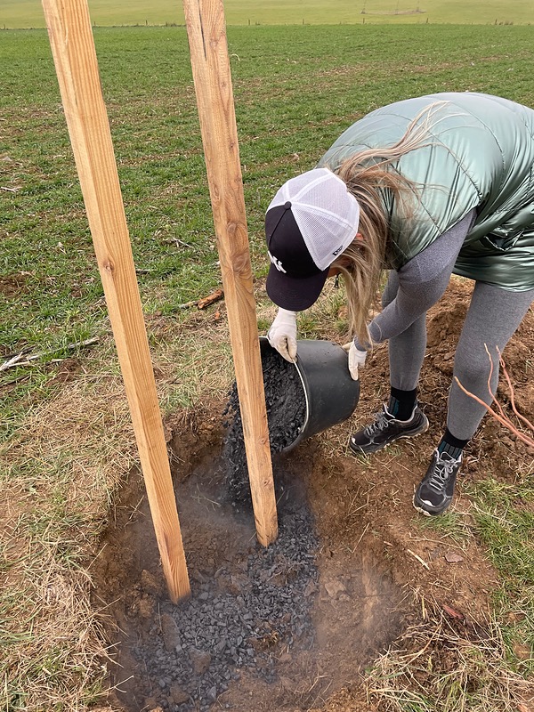 Tipsport se zasadil o doplnění stromořadí