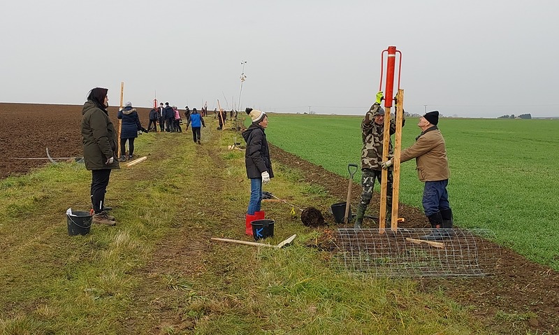 Stromy v poli u Chotouchova