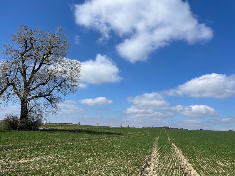 Nové stromořadí uprostřed polí