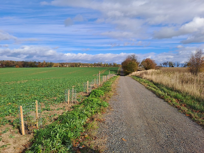 Sázení ve Štěpánkovicích se stává svátkovou tradicí