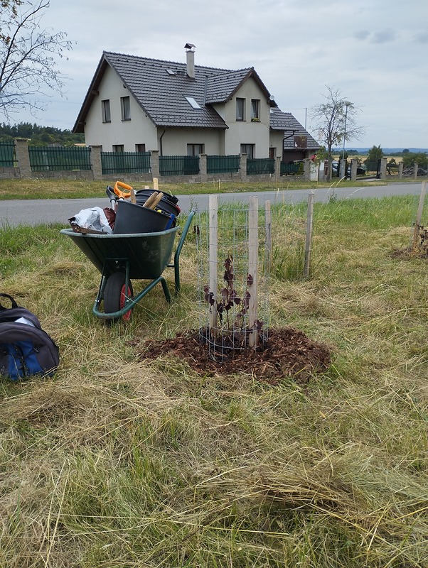 Opečování stromů a keřů ve vyprahlém Občově