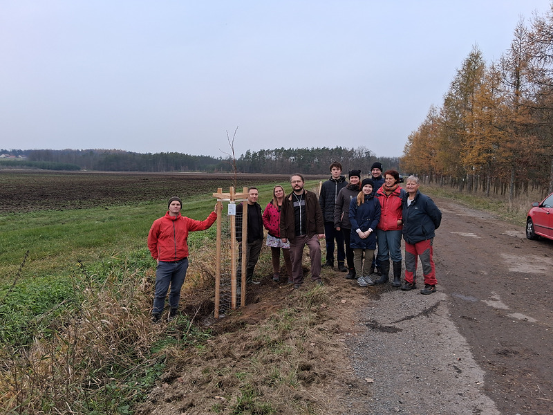 stromořadí v Albrechticích nad Orlicí