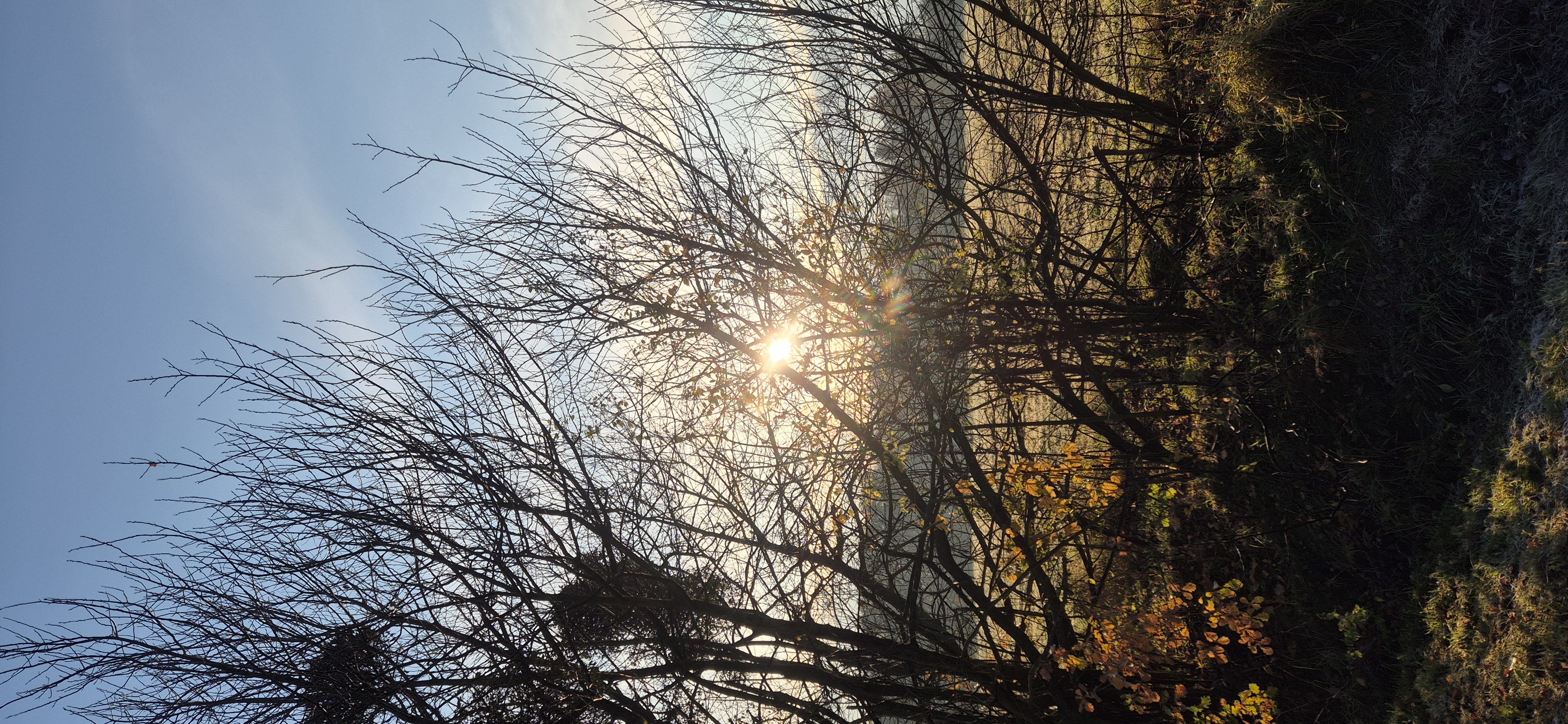 Alej, která roste s lidmi – výsadba v Těrlicku s občany obce