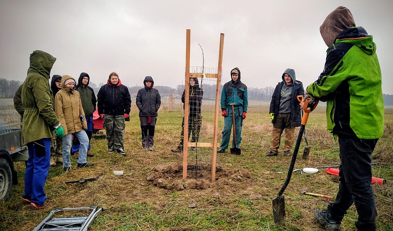 V obci Kaliště pokračovala výsadba stromořadí