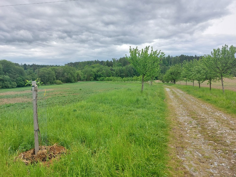Nezapomínáme na vysazené stromy v Bukovince