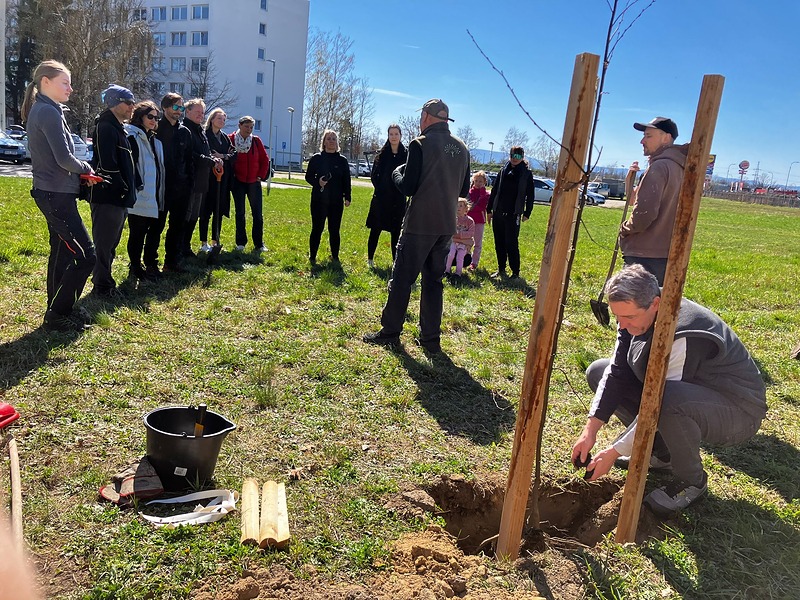 Nové stromy v areálu vysoké školy VŠTE na jihu Čech