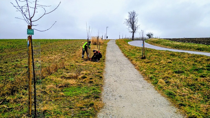 Péče o stromořadí podél cyklostezky v obci Libníč