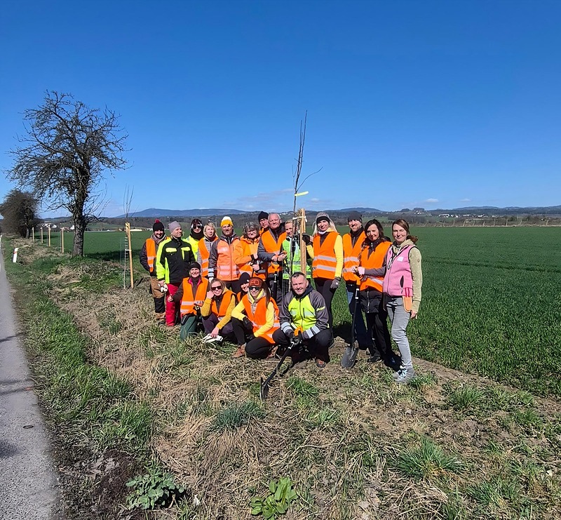 Výsadba ovocného stromořadí mezi Svijany a Svijanským Újezdem