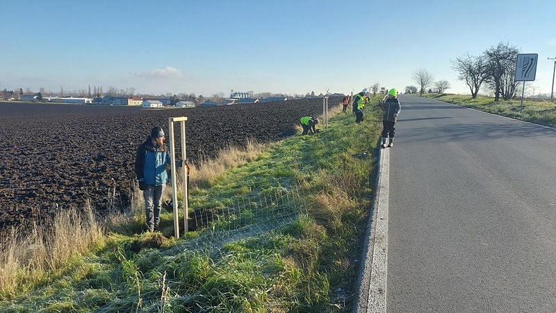 U Velkých Chvalovic doplnili silniční alej