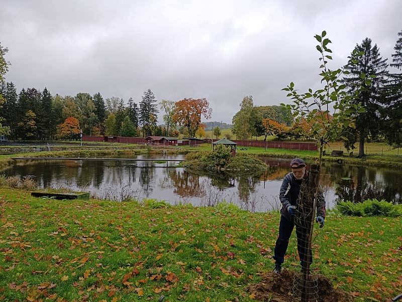 Povýsadbová péče v Mikulášovicích