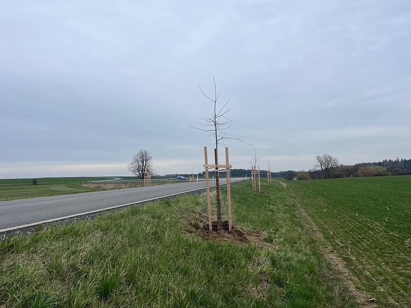 Lipník má novou alej stromů!