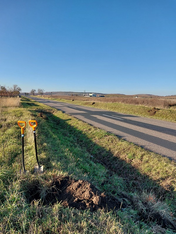 Nová alej pro Dolní Dunajovice