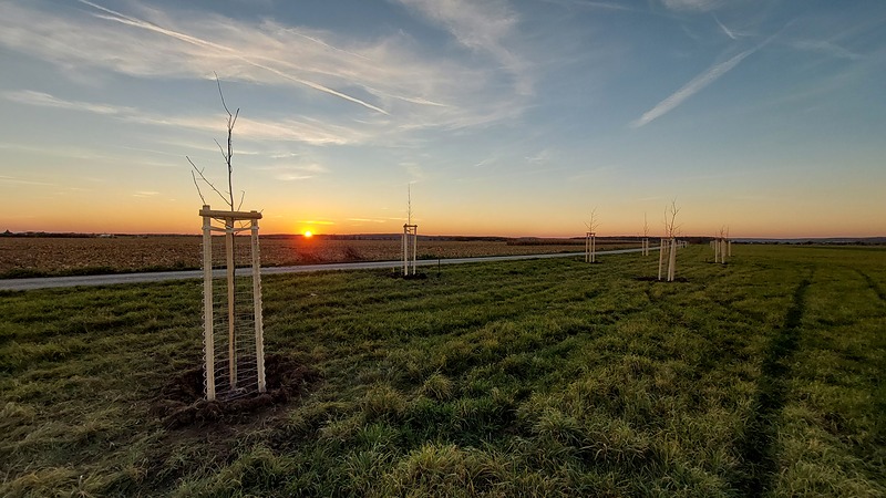 V Žiželicích se objevila nová alej u letiště