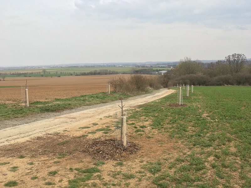 Třešňová alej na Točné s výhledem na Krkonoše