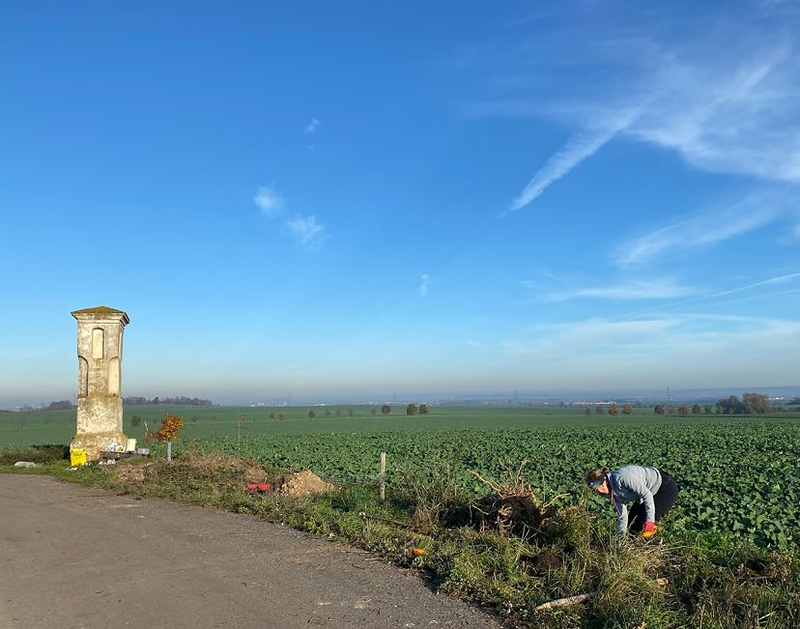Ovocné stromořadí v Podolance