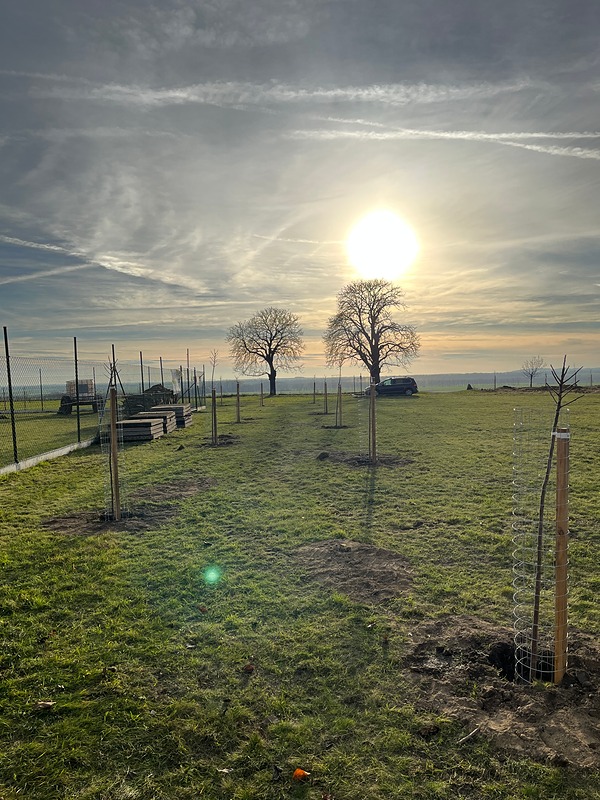 Výsadba ovocných stromov v Šumicích - One tree planted